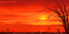 Image of a red sunset with a tree in foreground